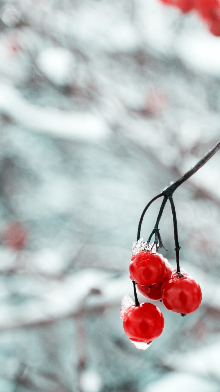 Apple, Nature, Feuille, Fruits, Rameau. Wallpaper in 720x1280 Resolution