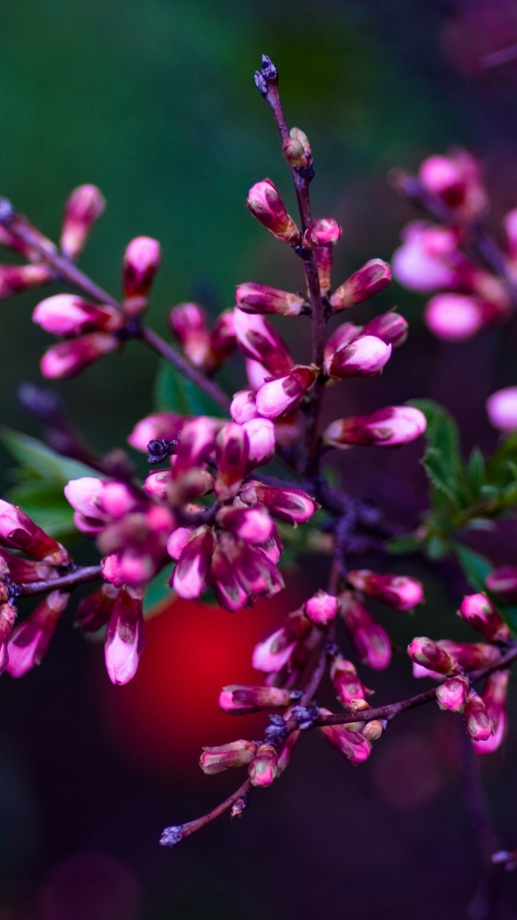 Pink and White Flower in Tilt Shift Lens. Wallpaper in 750x1334 Resolution