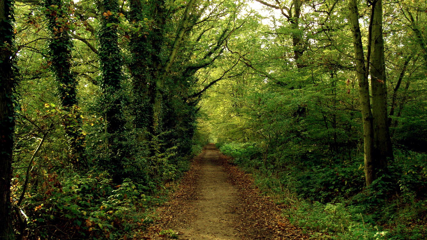 Chemin Entre Les Arbres Verts Pendant la Journée. Wallpaper in 1366x768 Resolution