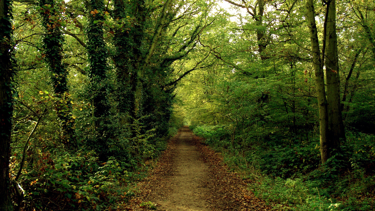 Camino Entre Árboles Verdes Durante el Día.. Wallpaper in 1280x720 Resolution