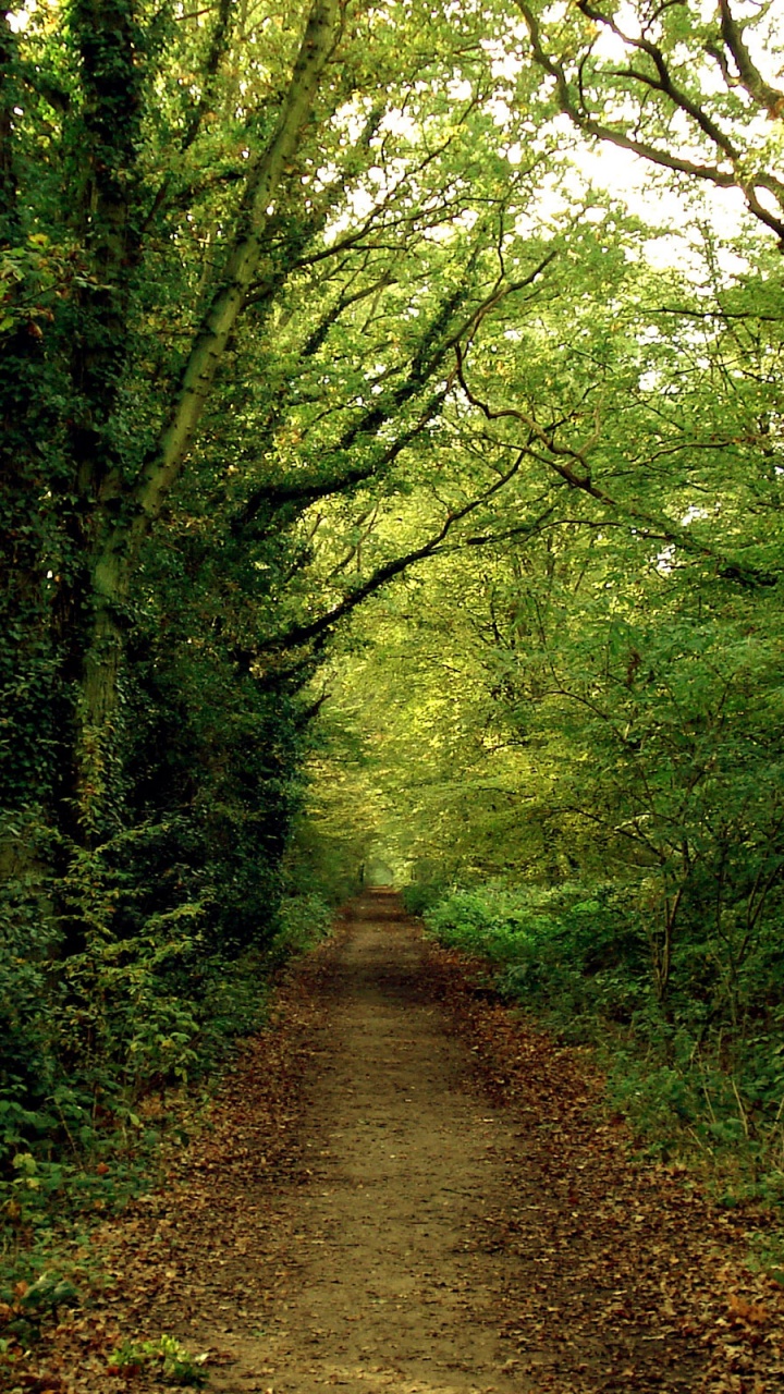 Pathway Between Green Trees During Daytime. Wallpaper in 720x1280 Resolution
