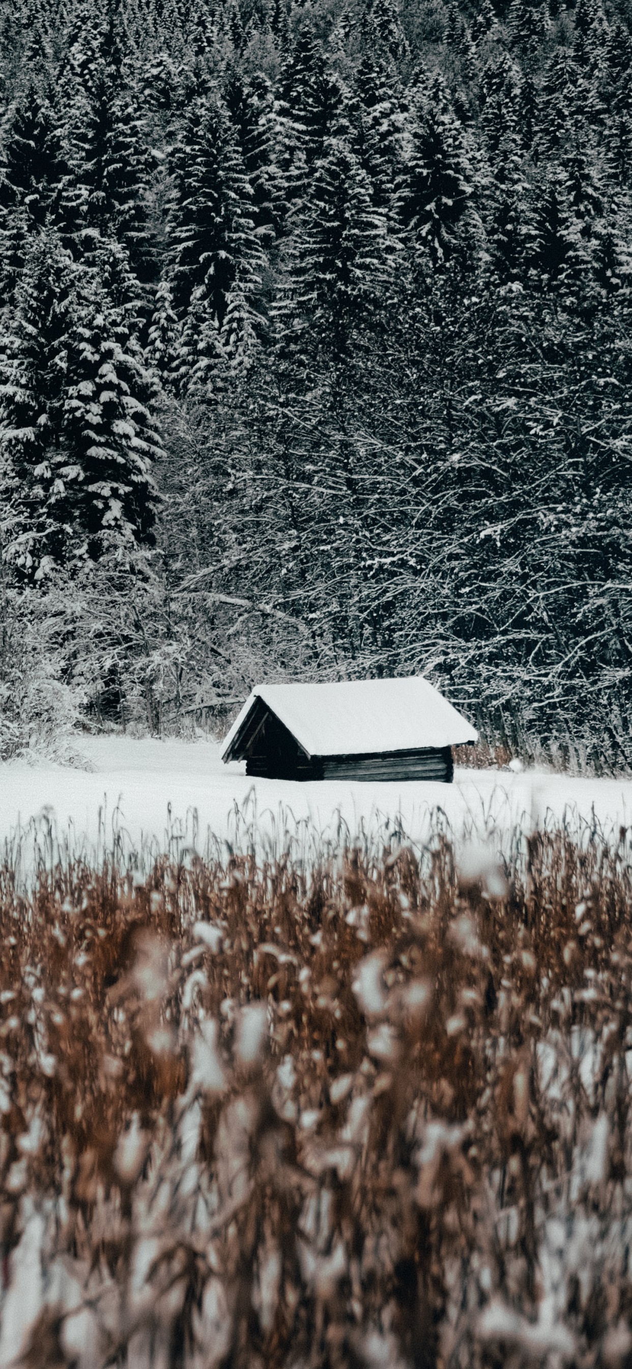 Gras-Familie, Schnee, Naturlandschaft, Schwarz Und Weiß, Wasser. Wallpaper in 1242x2688 Resolution