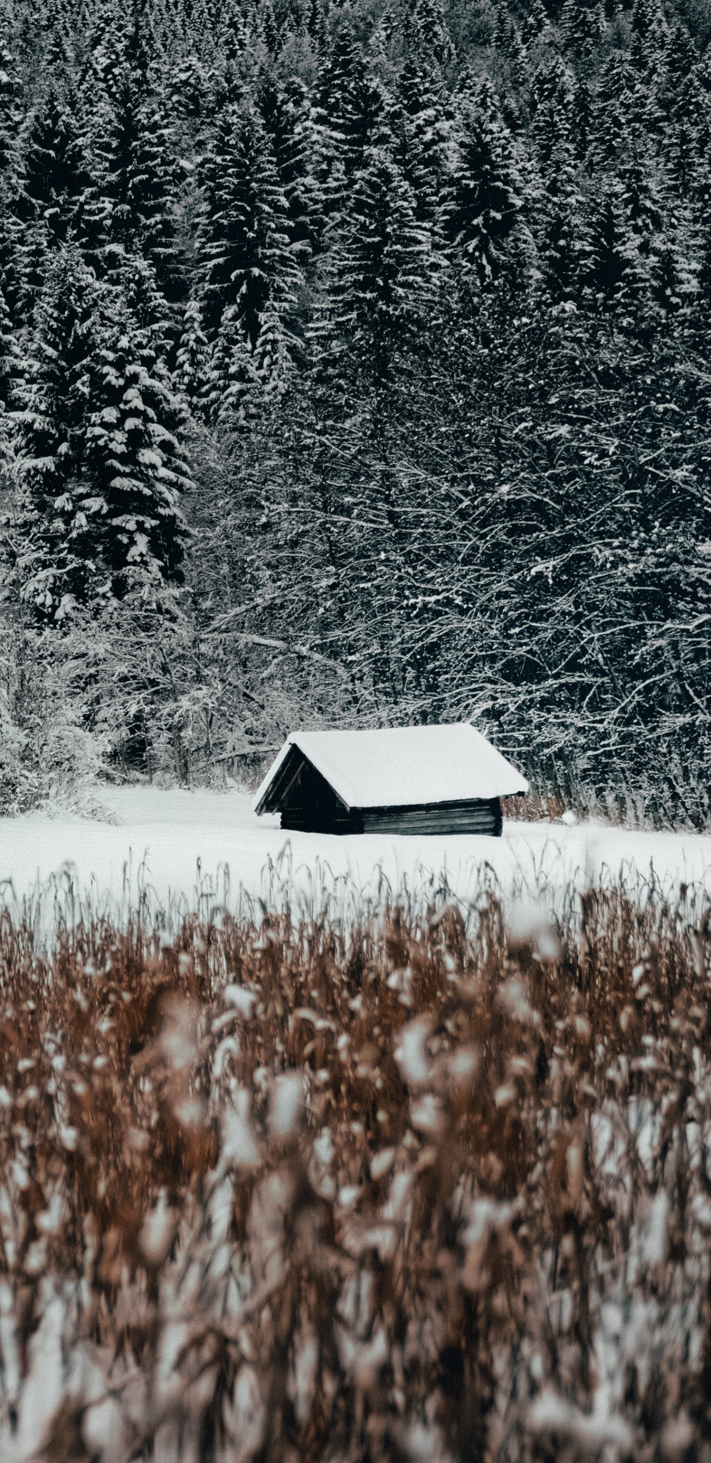 Gras-Familie, Schnee, Naturlandschaft, Schwarz Und Weiß, Wasser. Wallpaper in 1440x2960 Resolution