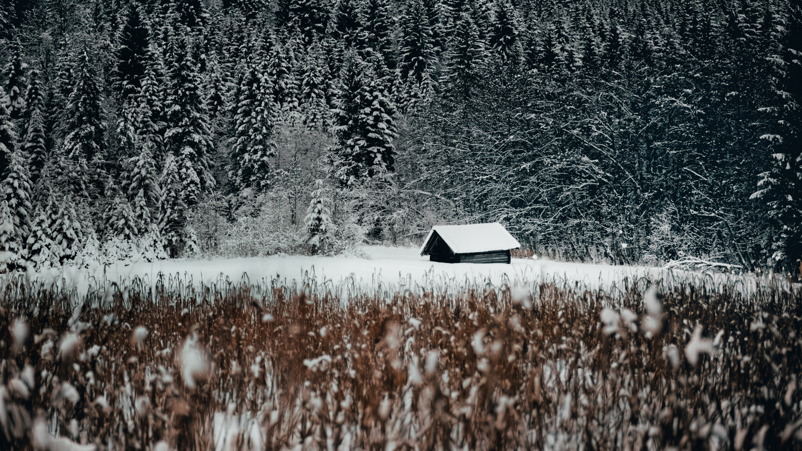 Gras-Familie, Schnee, Naturlandschaft, Schwarz Und Weiß, Wasser. Wallpaper in 2560x1440 Resolution