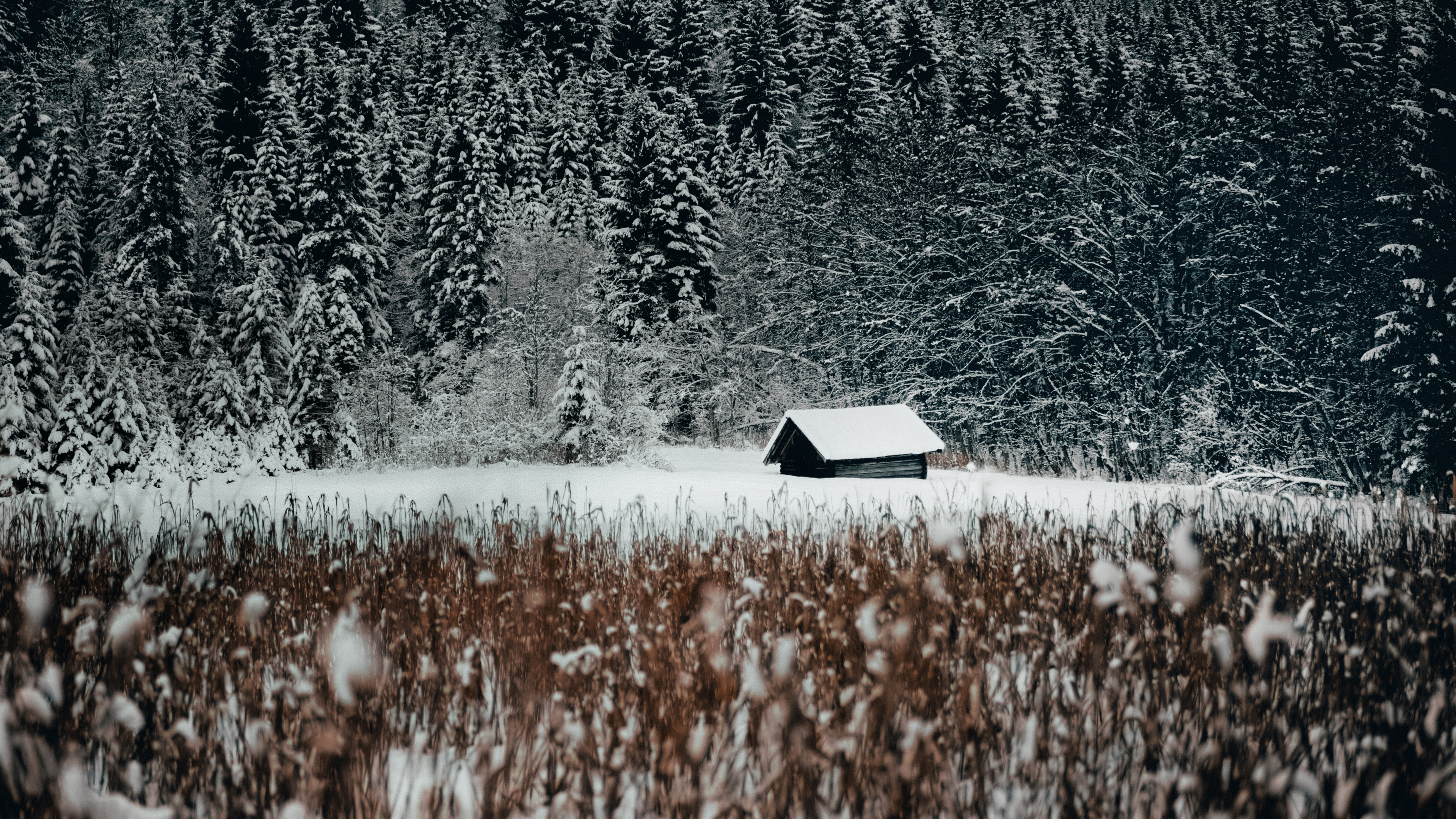 Gras-Familie, Schnee, Naturlandschaft, Schwarz Und Weiß, Wasser. Wallpaper in 3840x2160 Resolution