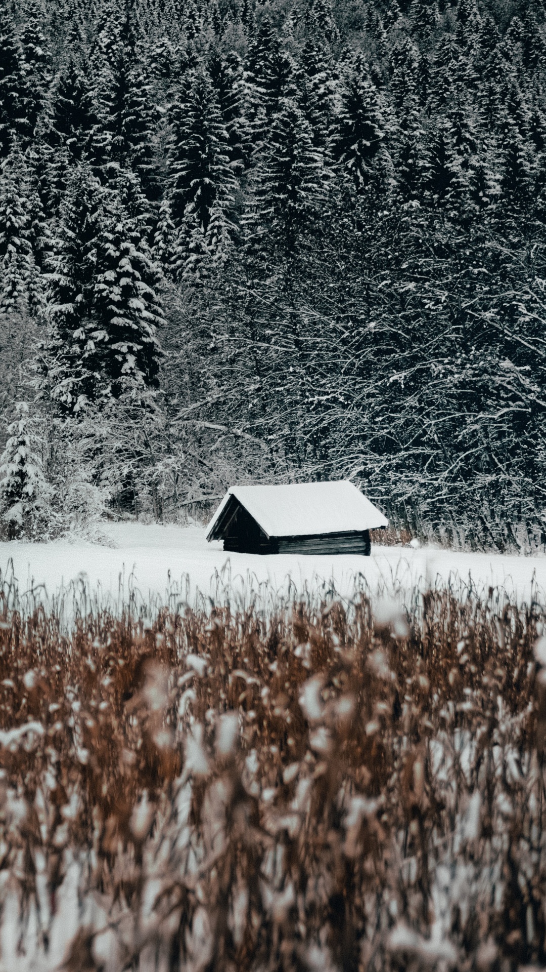 Grass Family, Snow, Natural Landscape, Black and White, Water. Wallpaper in 1080x1920 Resolution