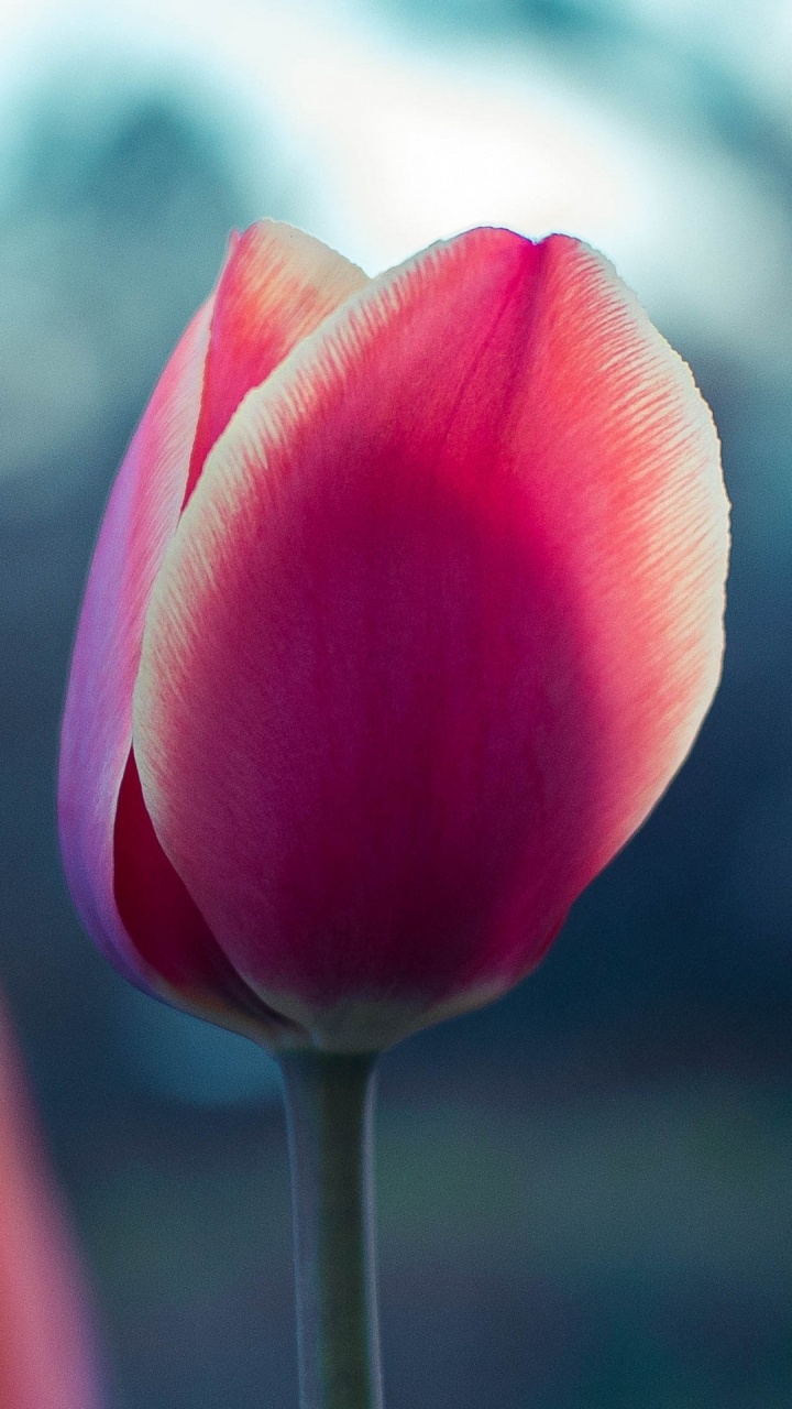 Tulip, Pflanzen-Stammzellen, Blühende Pflanze, Blütenblatt, Pink. Wallpaper in 720x1280 Resolution