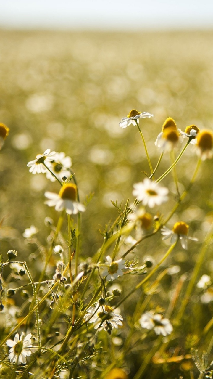White Flower in Green Grass Field During Daytime. Wallpaper in 720x1280 Resolution