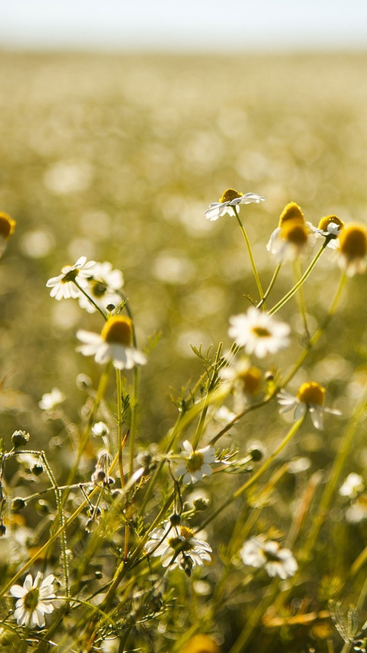 Fleur Blanche Dans le Champ D'herbe Verte Pendant la Journée. Wallpaper in 750x1334 Resolution