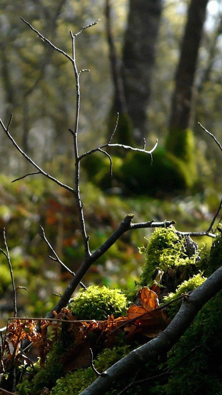 Grüner Baum Auf Braunem Ast Tagsüber. Wallpaper in 720x1280 Resolution