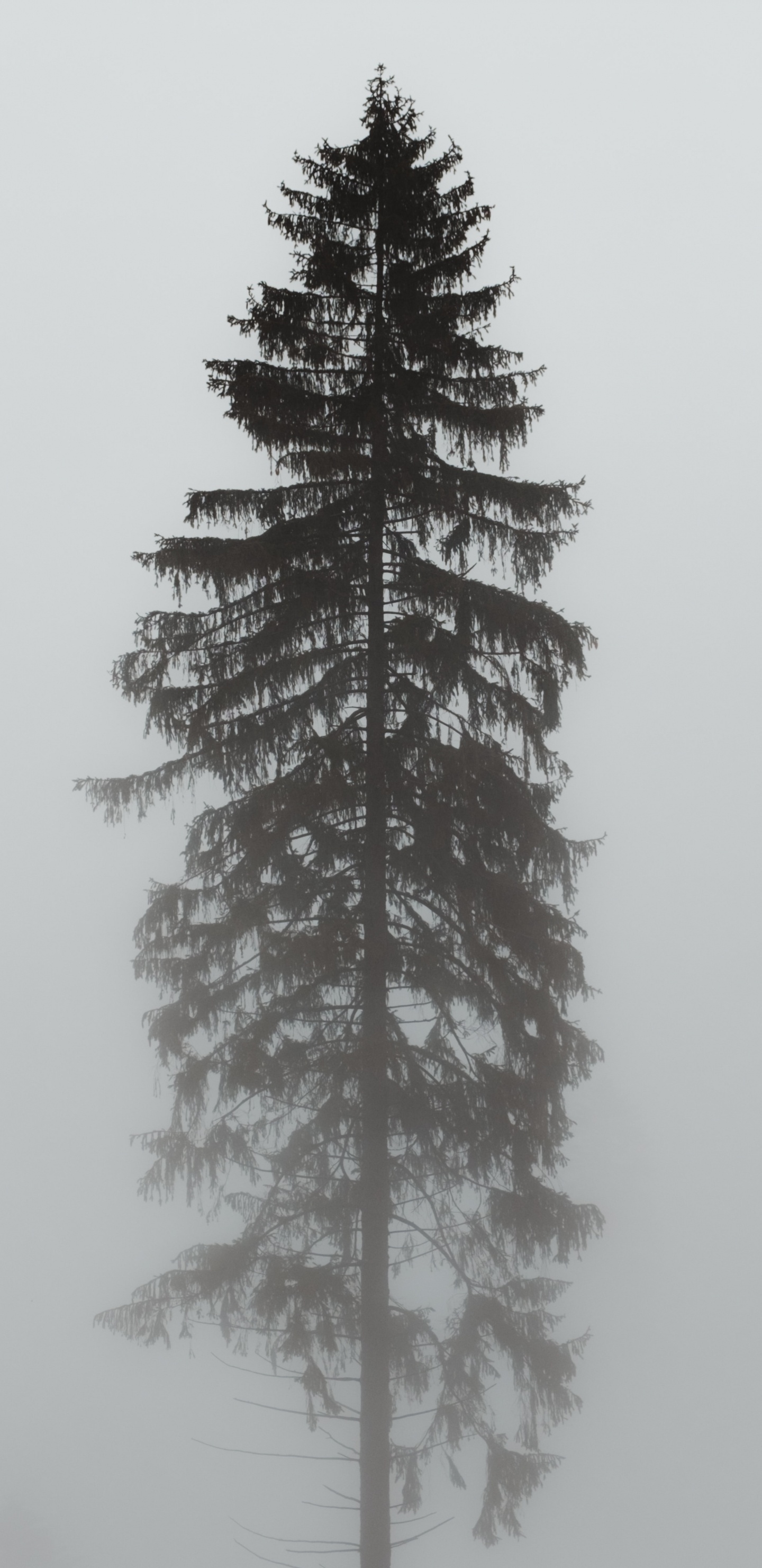 Oregon Pine, Fir, Ornament, White Pine, Colorado Spruce. Wallpaper in 1440x2960 Resolution