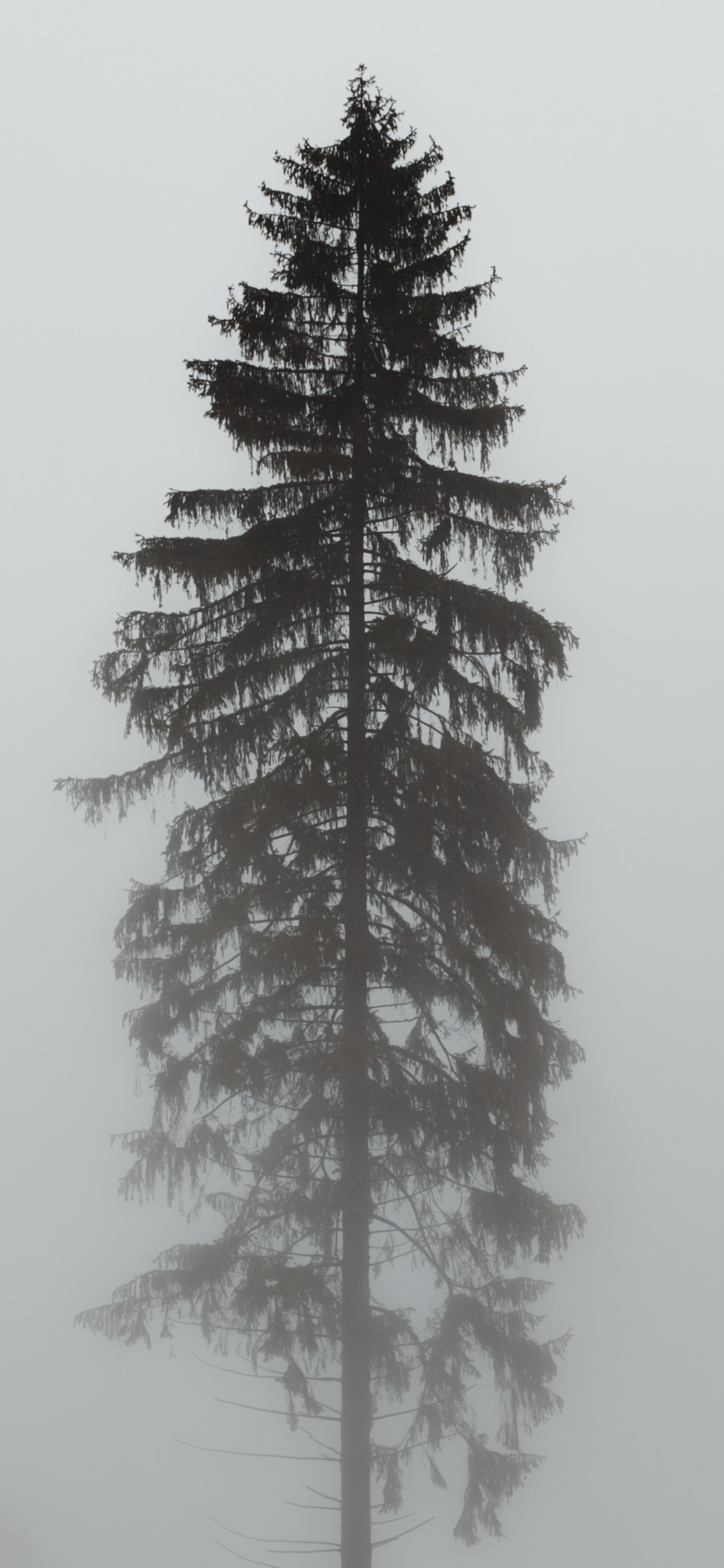 Pin D'oregon, Sapin, Ornement, Pin Blanc, Épinette du Colorado. Wallpaper in 1125x2436 Resolution