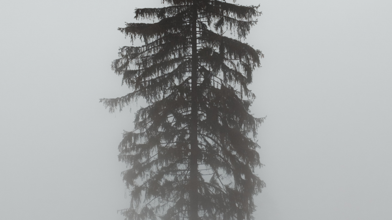 Pin D'oregon, Sapin, Ornement, Pin Blanc, Épinette du Colorado. Wallpaper in 1280x720 Resolution