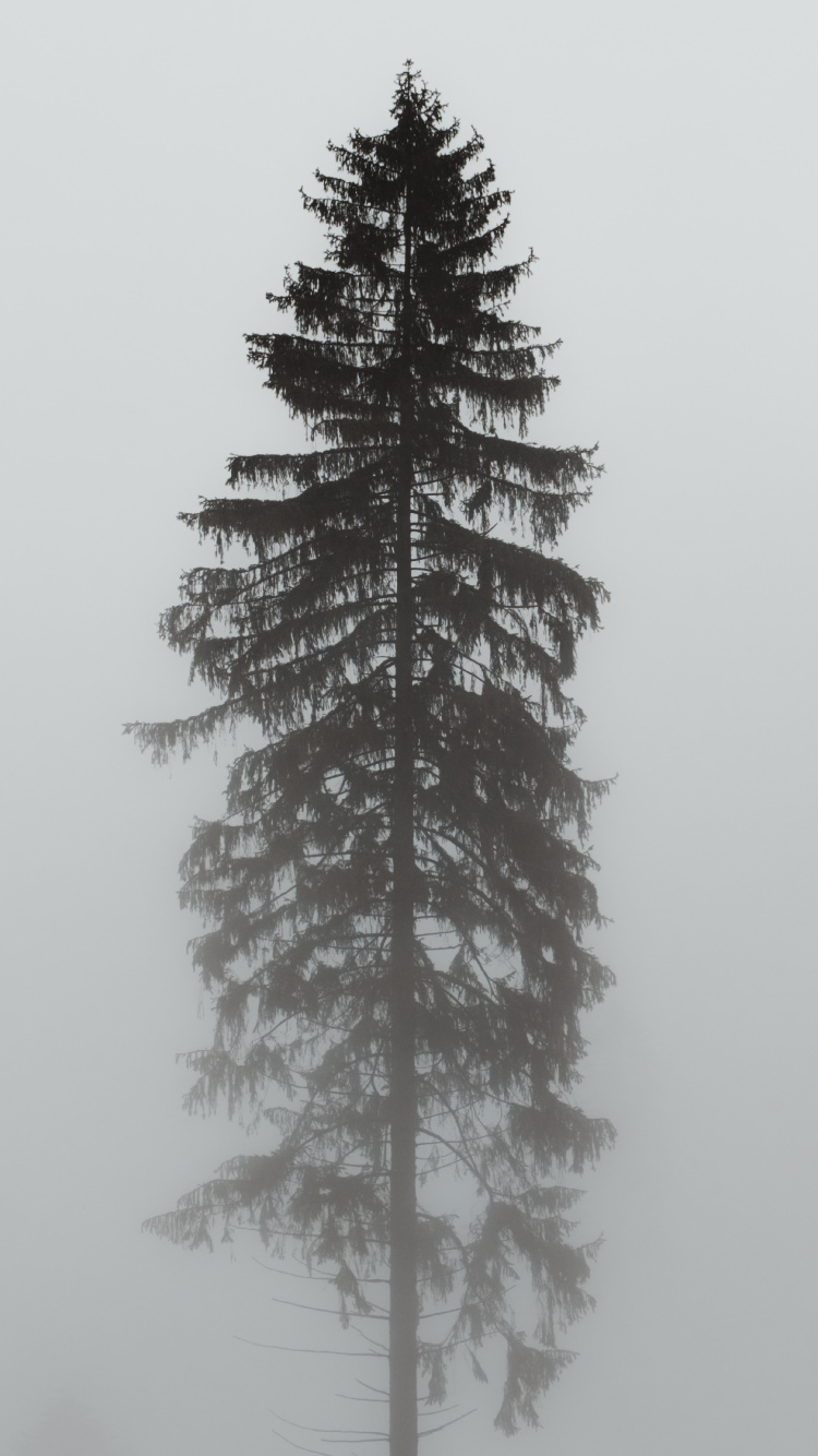 Pin D'oregon, Sapin, Ornement, Pin Blanc, Épinette du Colorado. Wallpaper in 750x1334 Resolution