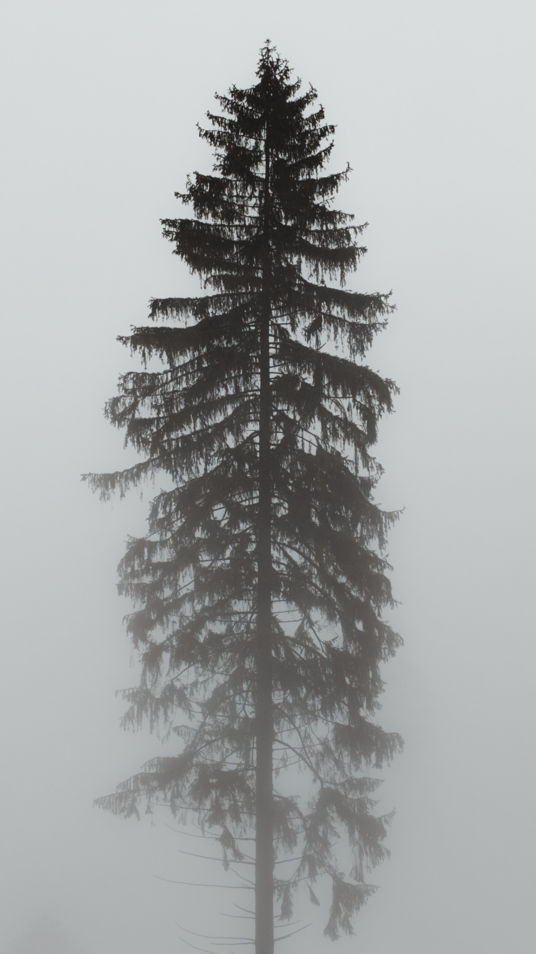 俄勒冈州松树, Fir, 装饰品, 白松, 科罗拉多云杉 壁纸 1080x1920 允许