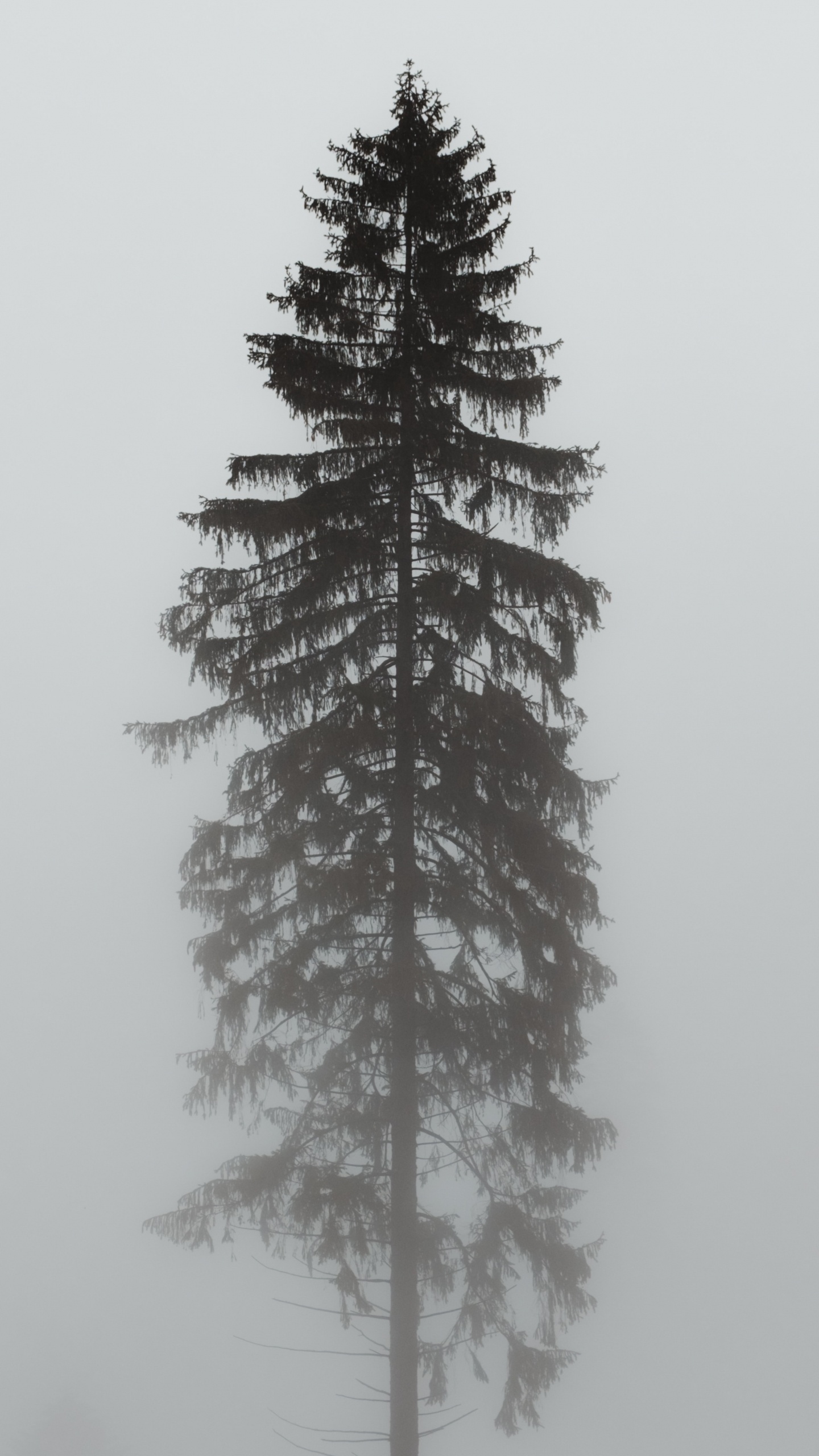 俄勒冈州松树, Fir, 装饰品, 白松, 科罗拉多云杉 壁纸 1440x2560 允许