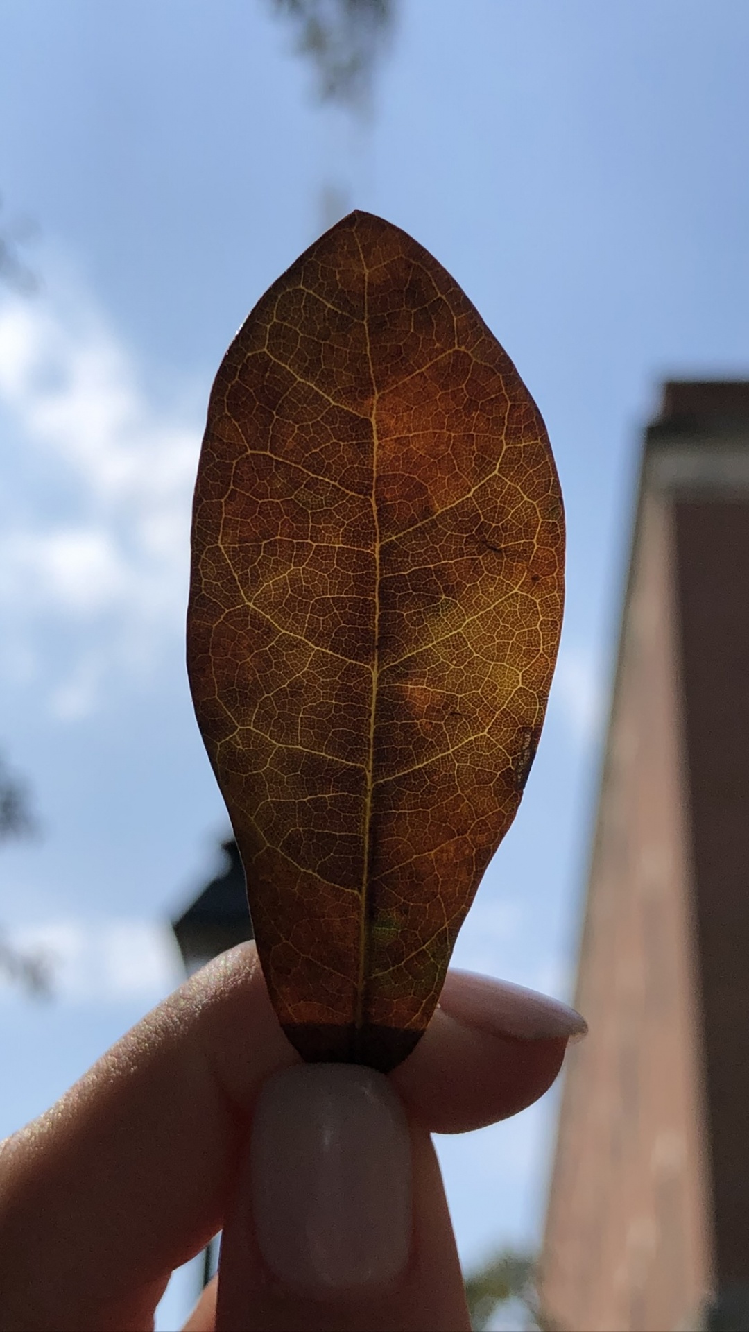 Biology, Science, Brown, Finger, Leaf. Wallpaper in 1080x1920 Resolution