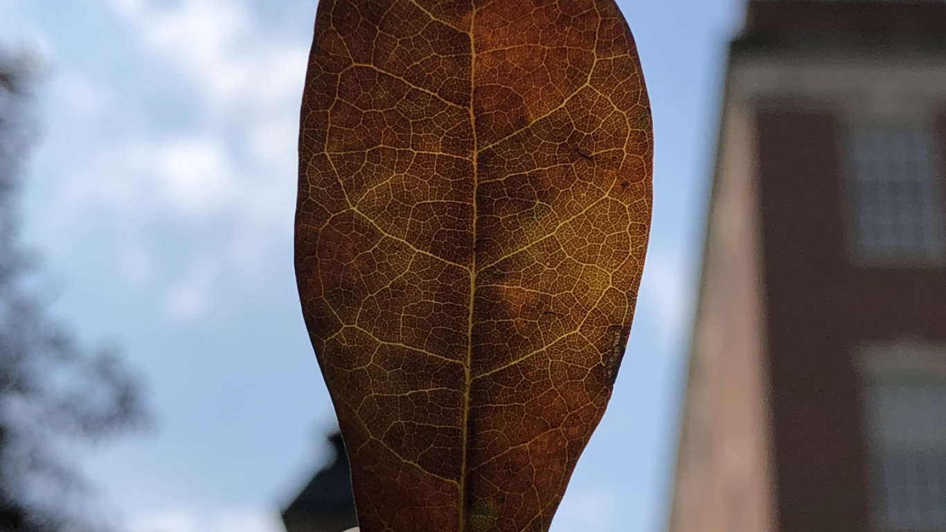 Biology, Science, Brown, Finger, Leaf. Wallpaper in 1366x768 Resolution