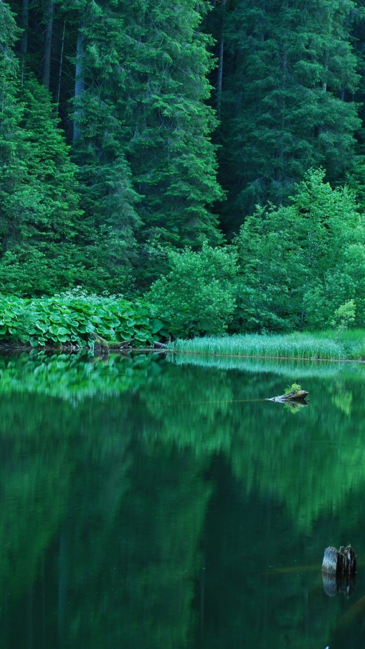 Green Trees Beside Body of Water During Daytime. Wallpaper in 720x1280 Resolution