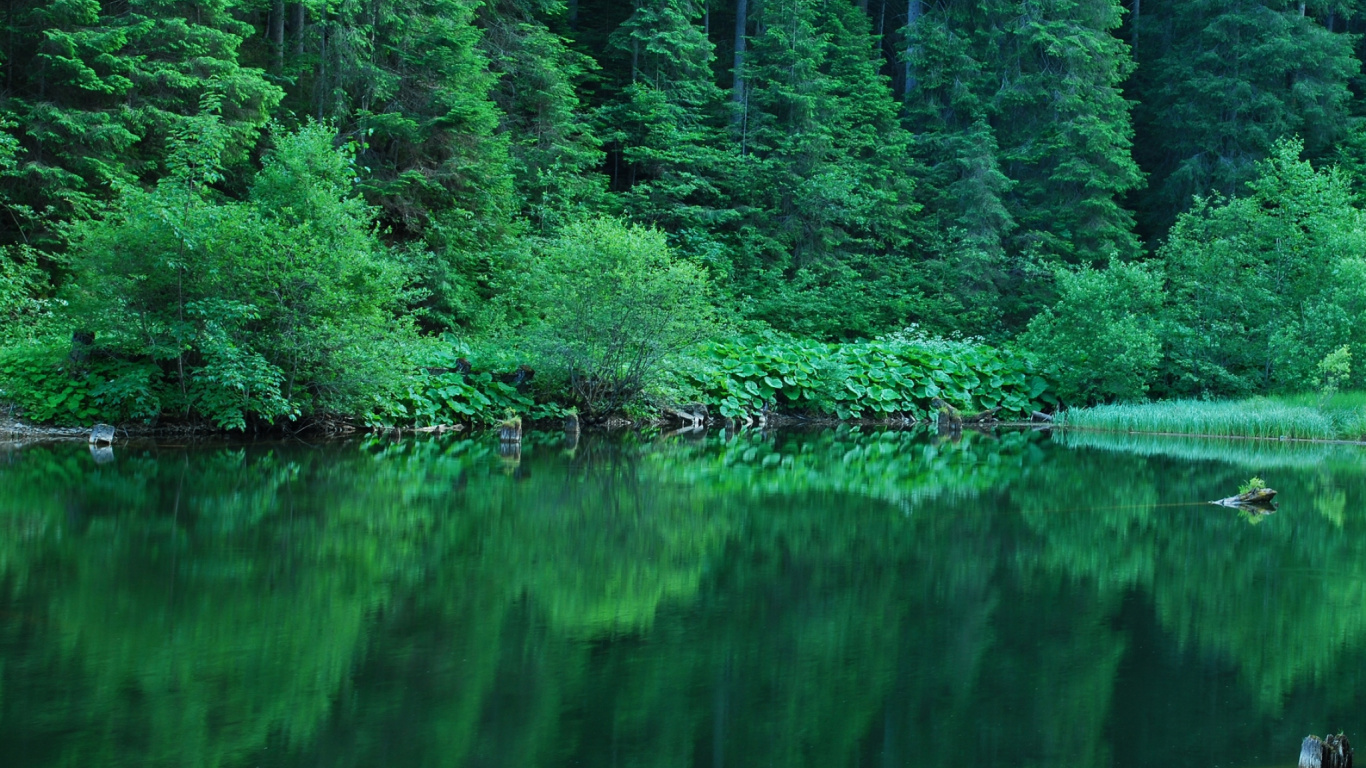 Tagsüber Grüne Bäume Neben Dem Gewässer. Wallpaper in 1366x768 Resolution