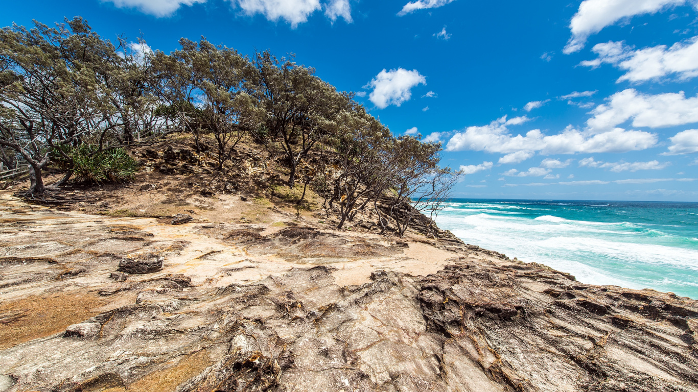 Brown Tree on Brown Sand Near Sea During Daytime. Wallpaper in 1366x768 Resolution