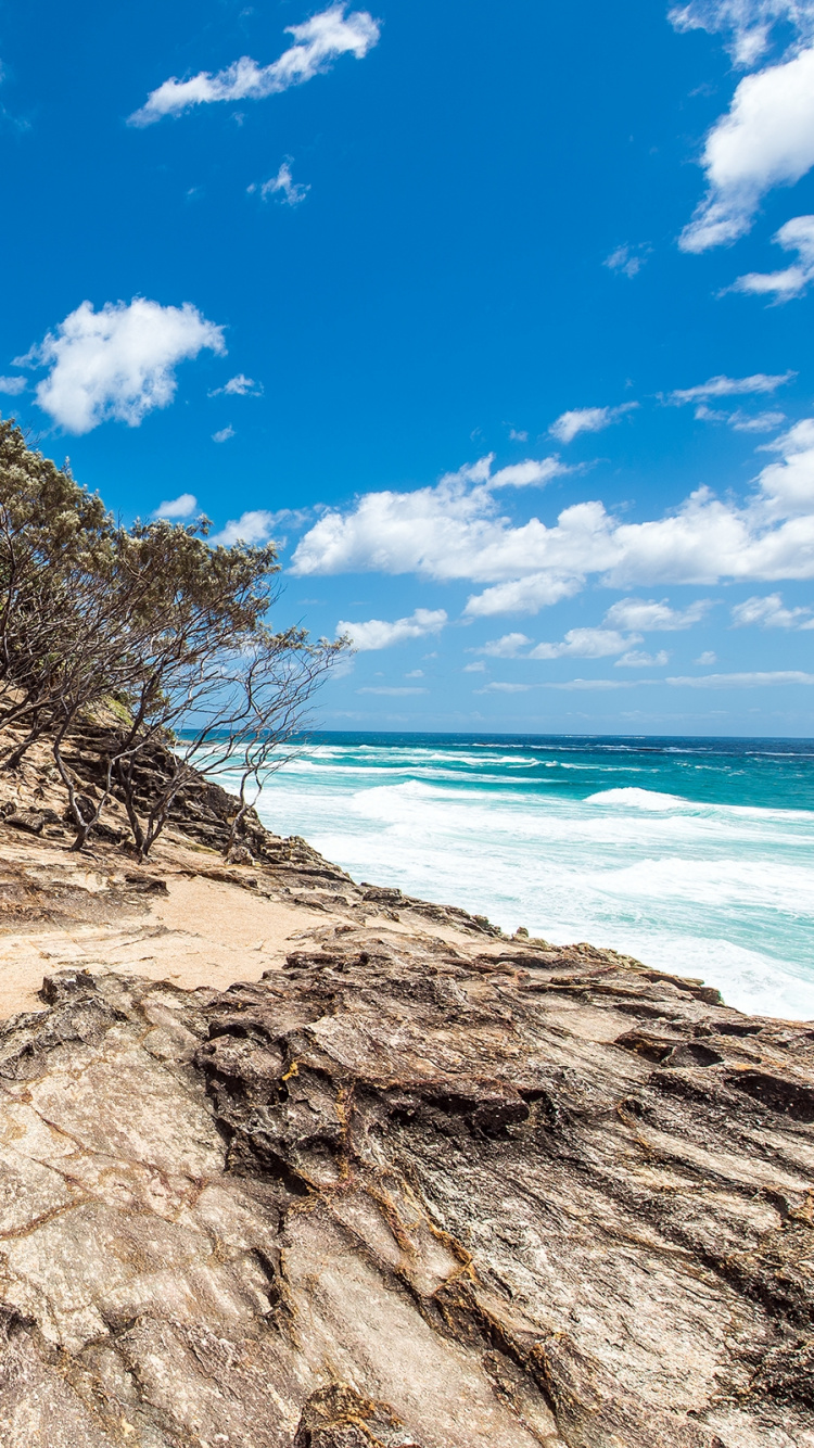 Brown Tree on Brown Sand Near Sea During Daytime. Wallpaper in 750x1334 Resolution