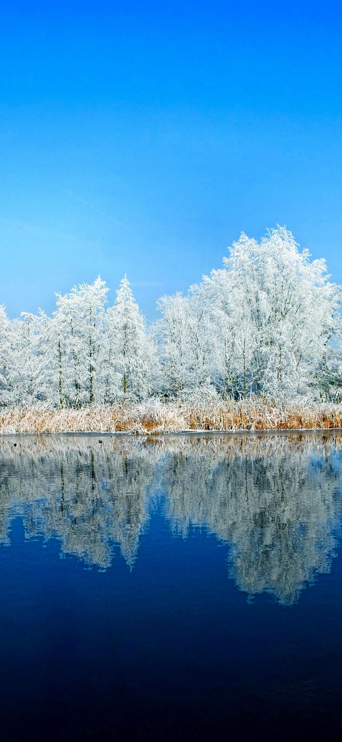 Arbres Blancs Près du Plan D'eau Pendant la Journée. Wallpaper in 1125x2436 Resolution