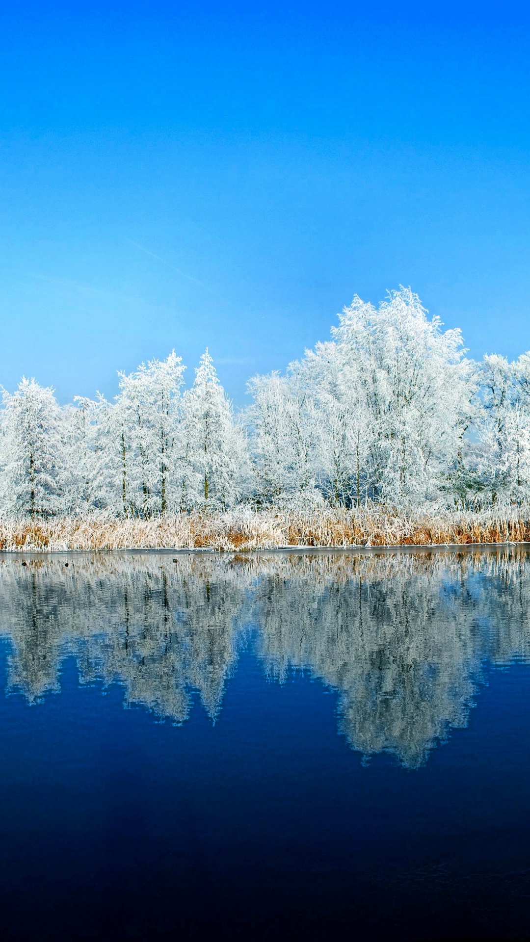 White Trees Near Body of Water During Daytime. Wallpaper in 1080x1920 Resolution