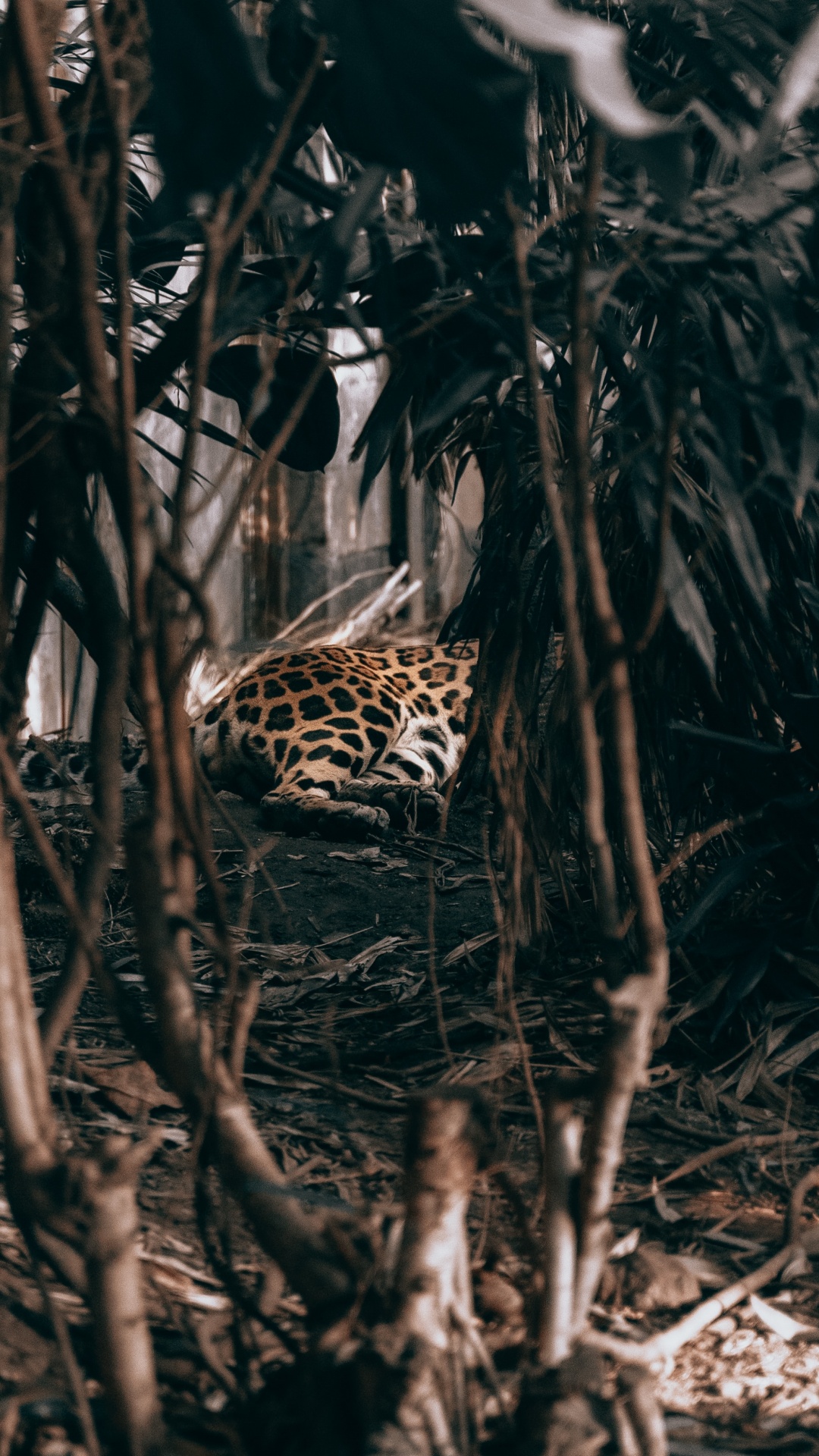 Leopard, Der Durch Den Wald Geht. Wallpaper in 1080x1920 Resolution