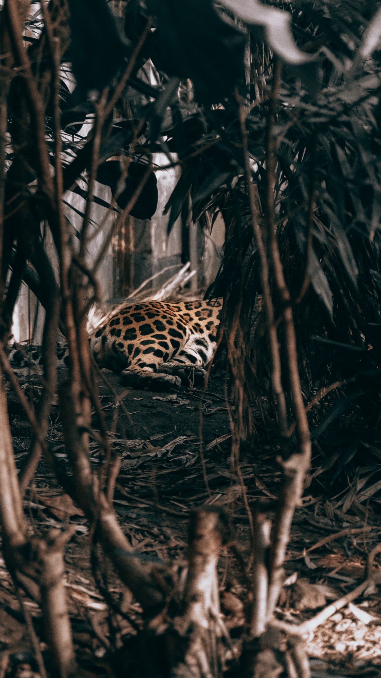 Leopard, Der Durch Den Wald Geht. Wallpaper in 1440x2560 Resolution