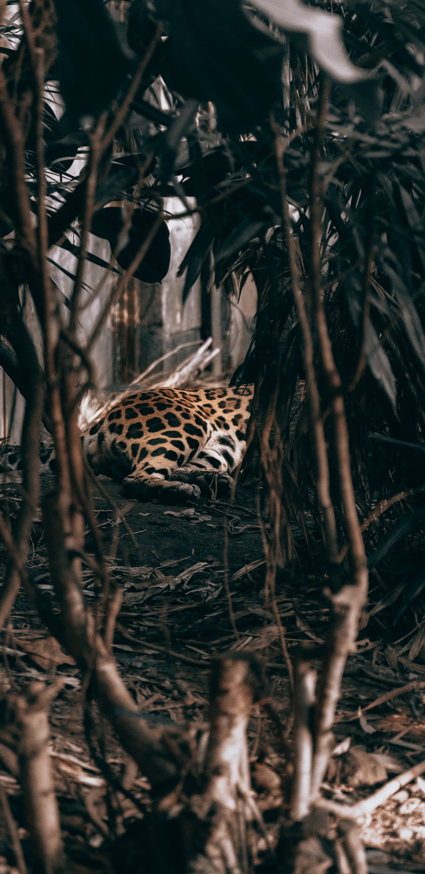 Leopard, Der Durch Den Wald Geht. Wallpaper in 1440x2960 Resolution