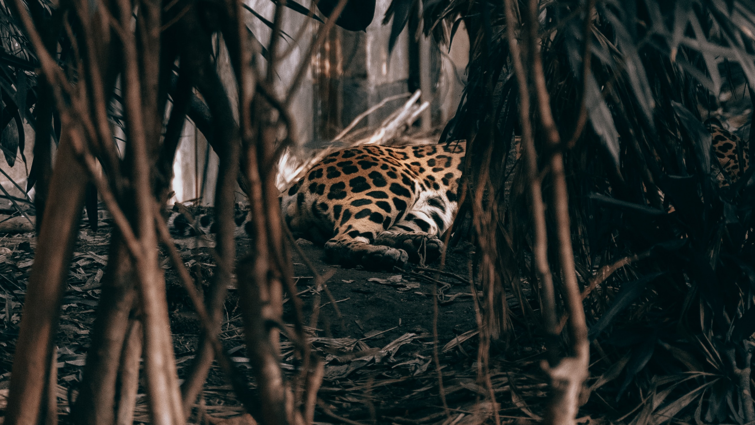 Leopard, Der Durch Den Wald Geht. Wallpaper in 2560x1440 Resolution