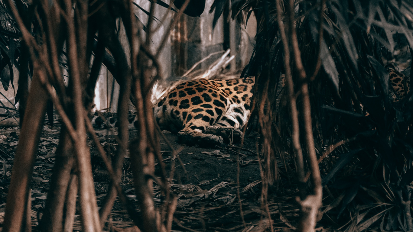 Léopard Marchant Dans Les Bois. Wallpaper in 1366x768 Resolution