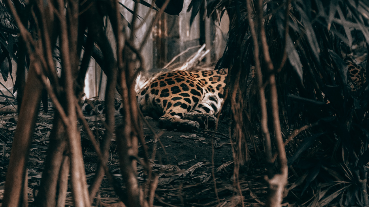 Leopard Walking on The Woods. Wallpaper in 1280x720 Resolution