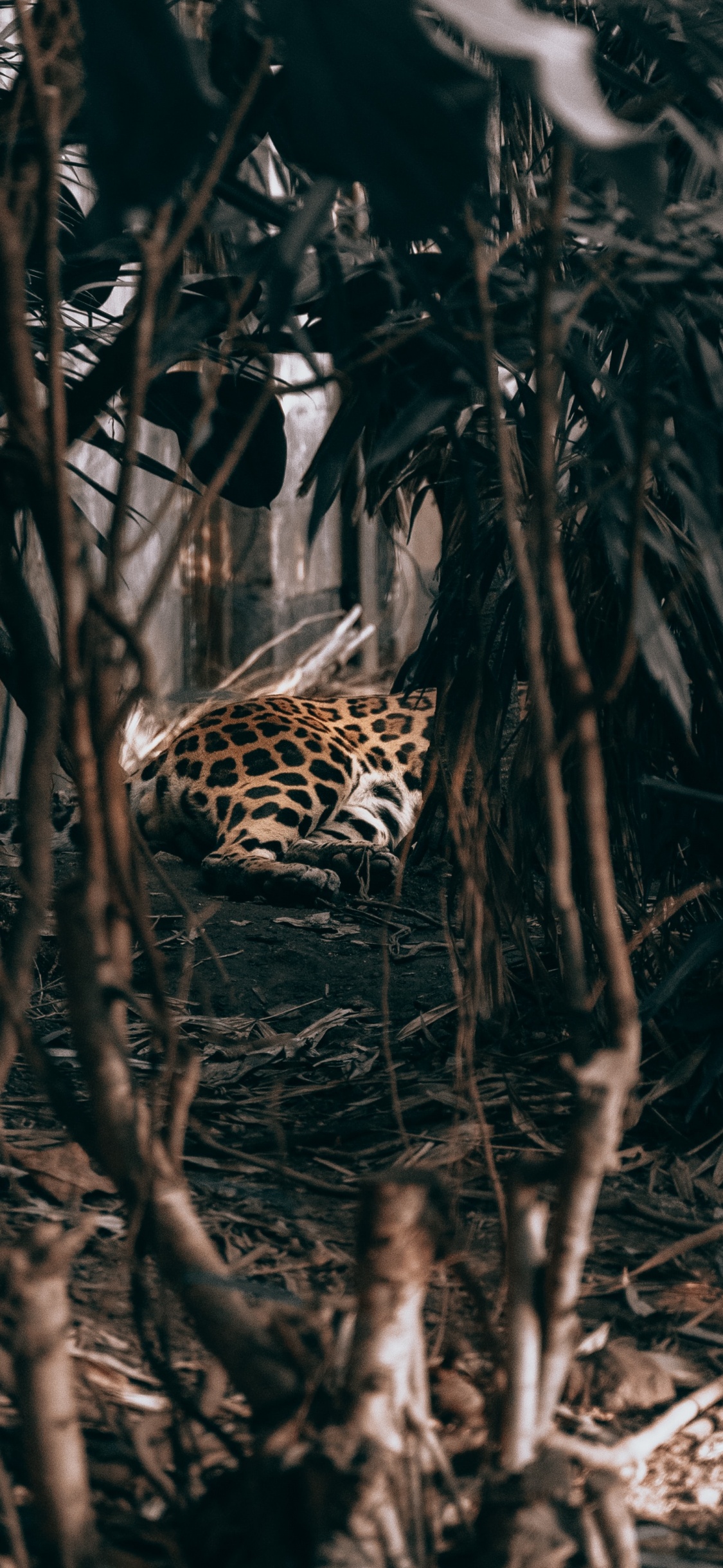 Leopardo Caminando en el Bosque. Wallpaper in 1125x2436 Resolution