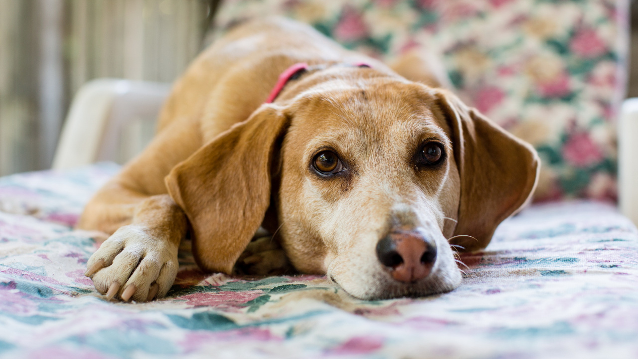 Brown Short Coated Dog Lying on Bed. Wallpaper in 1280x720 Resolution