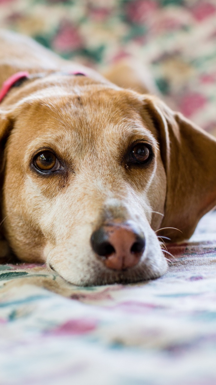 Brown Short Coated Dog Lying on Bed. Wallpaper in 720x1280 Resolution