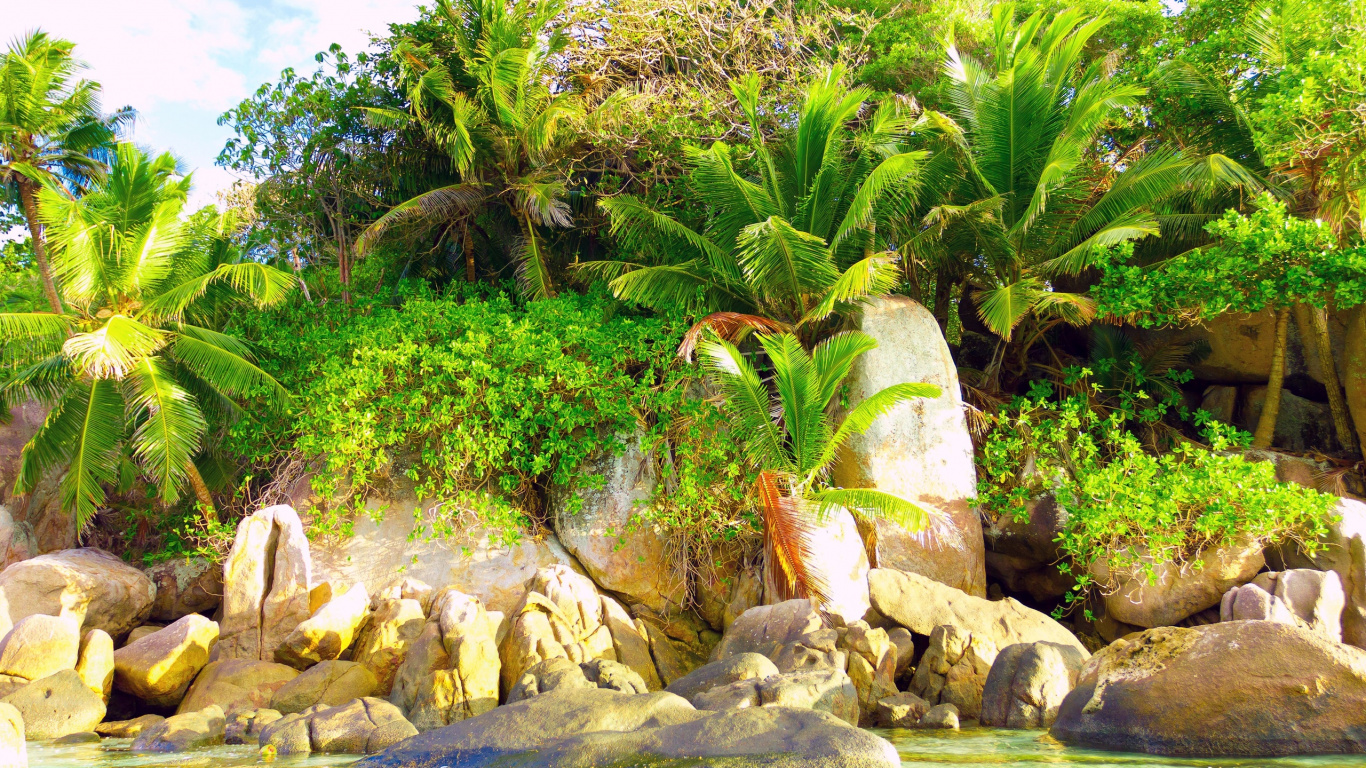 Green Palm Tree on Rocky Shore During Daytime. Wallpaper in 1366x768 Resolution