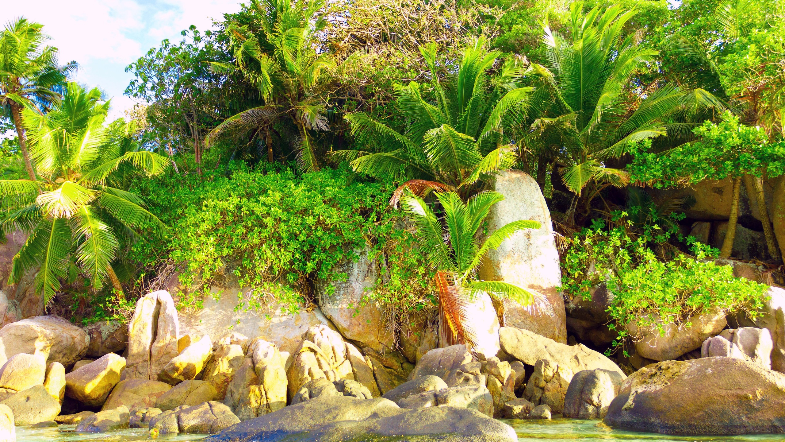 Green Palm Tree on Rocky Shore During Daytime. Wallpaper in 2560x1440 Resolution