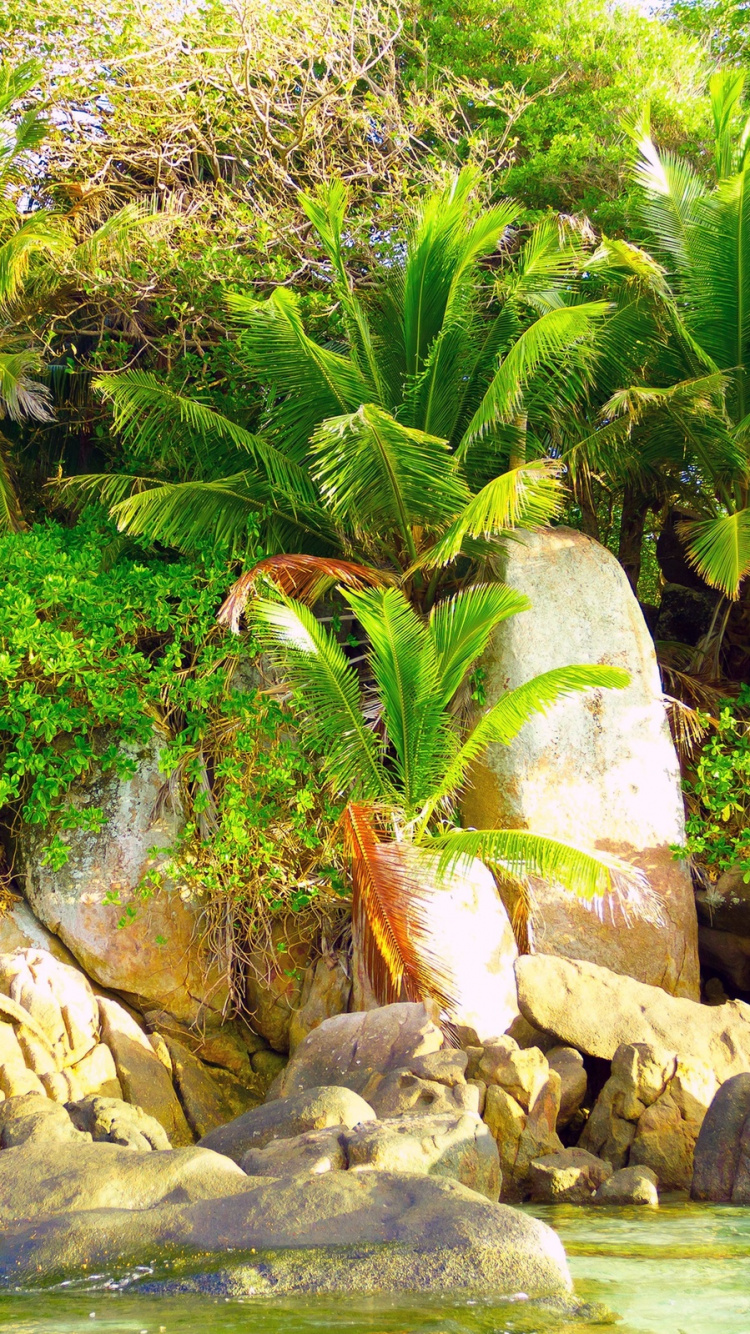 Green Palm Tree on Rocky Shore During Daytime. Wallpaper in 750x1334 Resolution