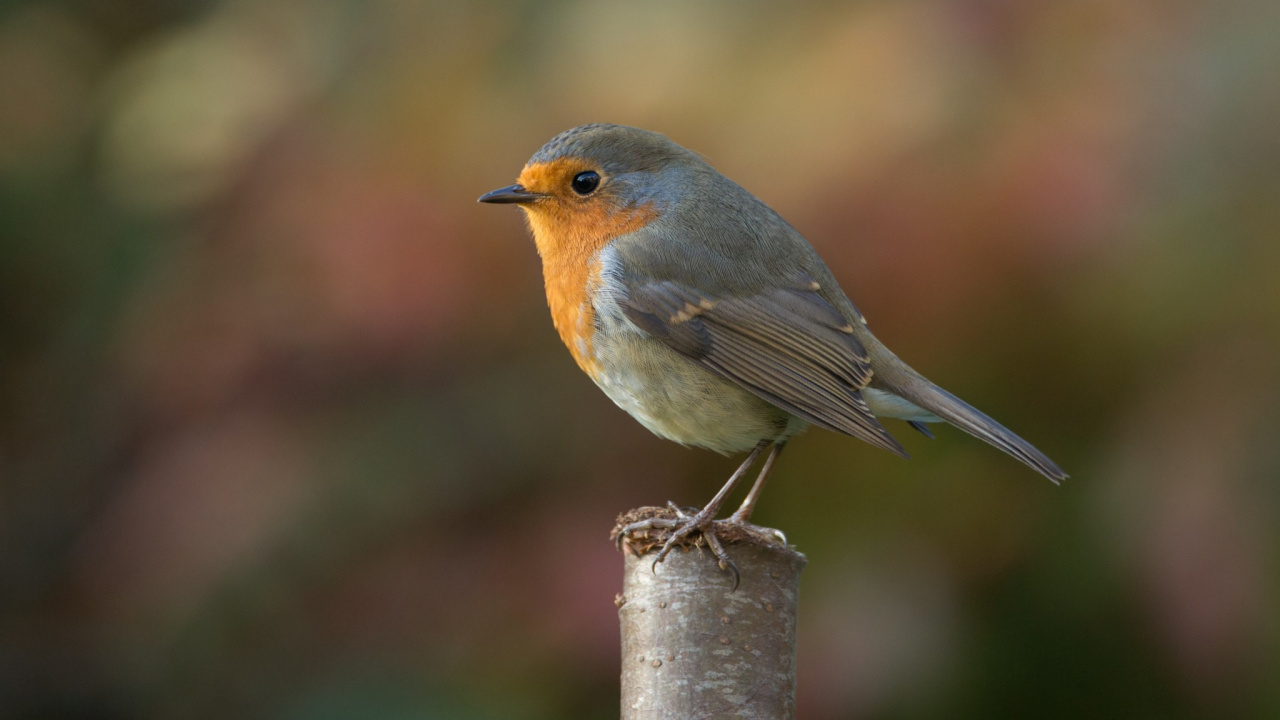 Brown and Gray Bird on Tree Branch. Wallpaper in 1280x720 Resolution