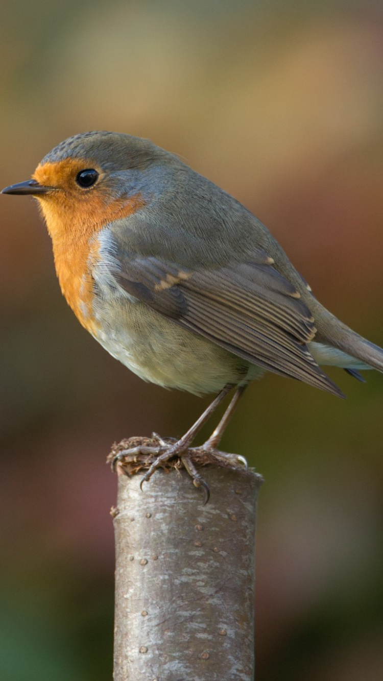 Brown and Gray Bird on Tree Branch. Wallpaper in 750x1334 Resolution