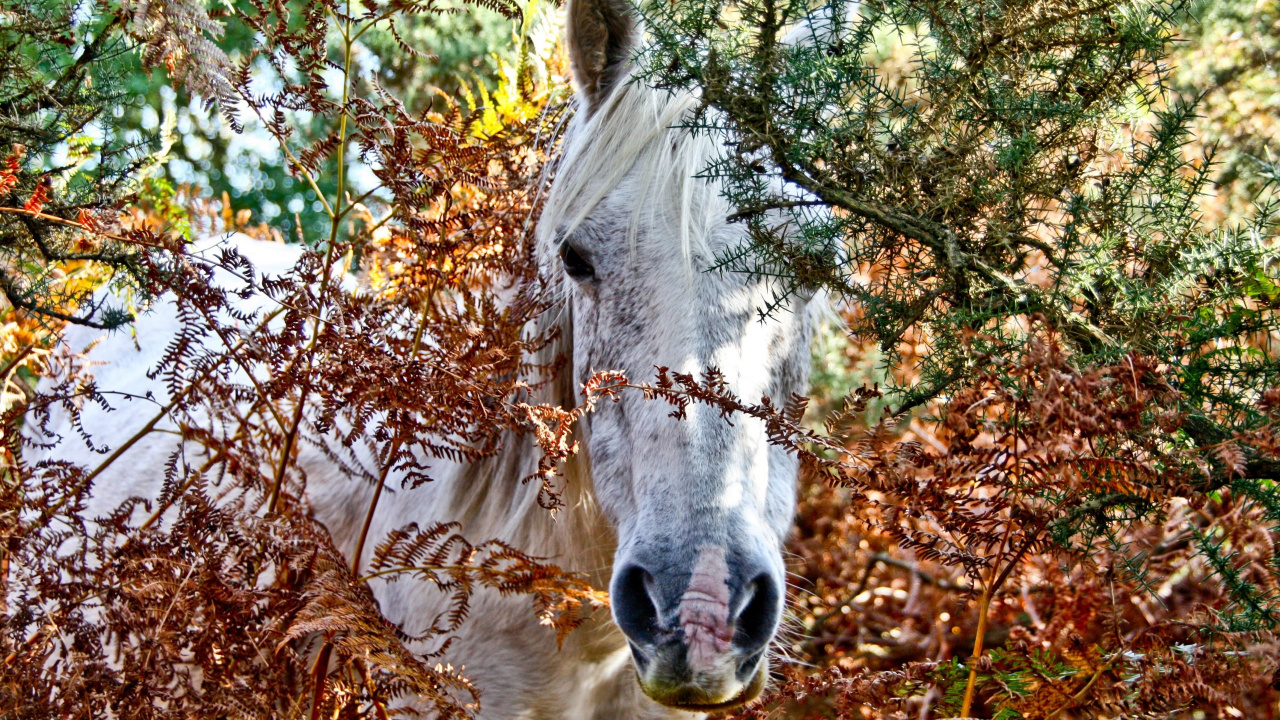 Caballo Blanco Comiendo Hojas Secas Marrones Durante el Día. Wallpaper in 1280x720 Resolution