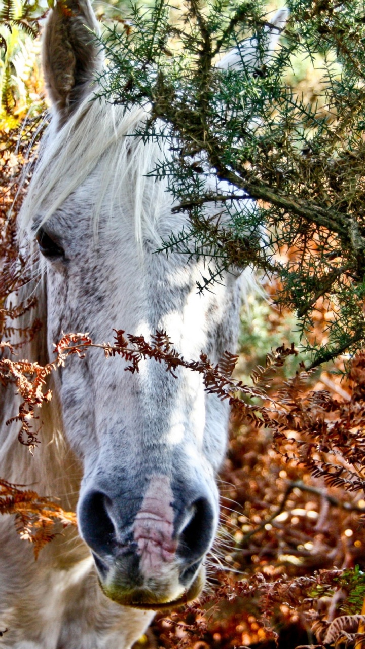 Weißes Pferd, Das Tagsüber Braune Getrocknete Blätter Frisst. Wallpaper in 720x1280 Resolution