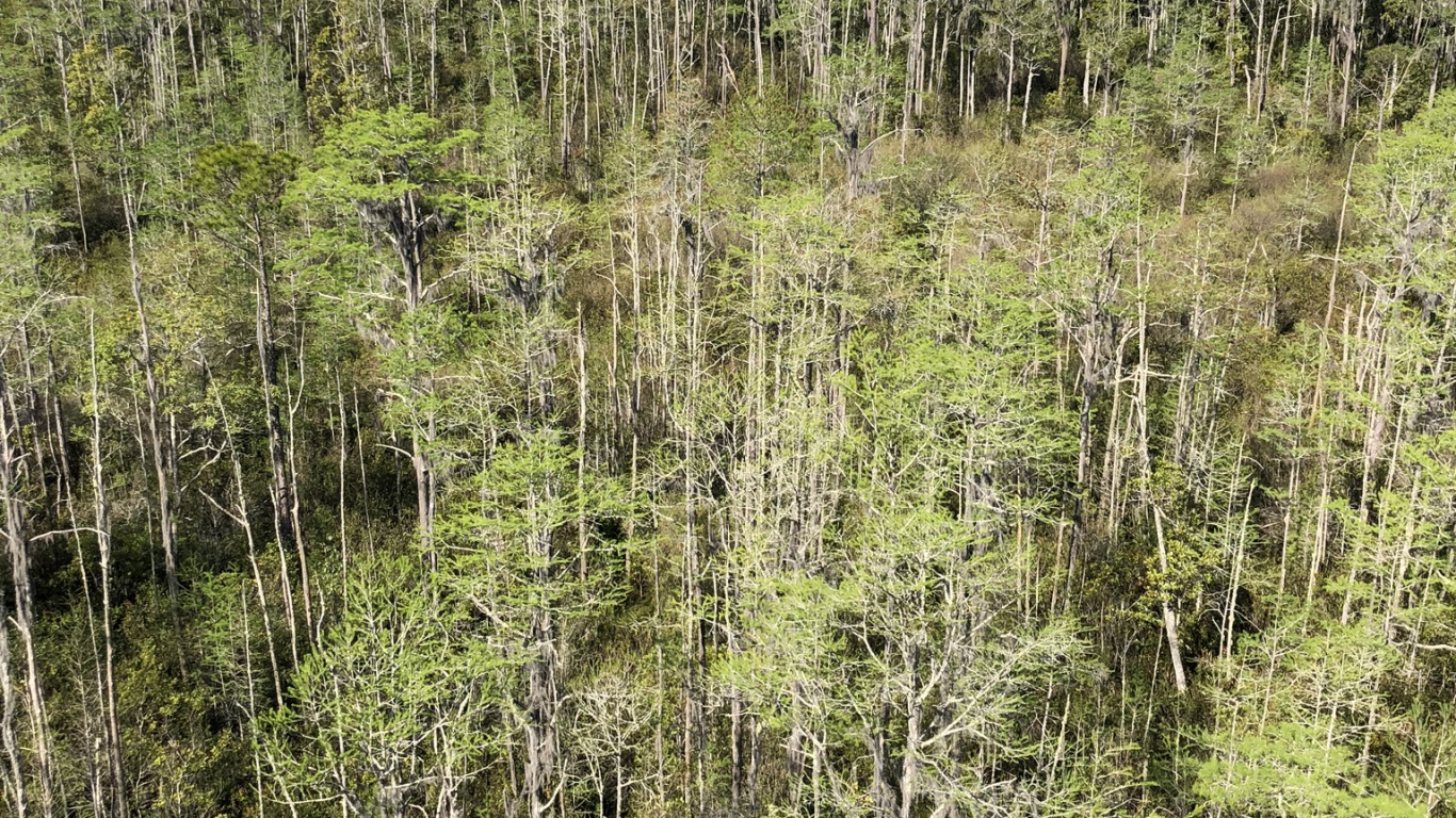 Vegetation, Natural Environment, Natural Landscape, Plant Community, Nature Reserve. Wallpaper in 1366x768 Resolution