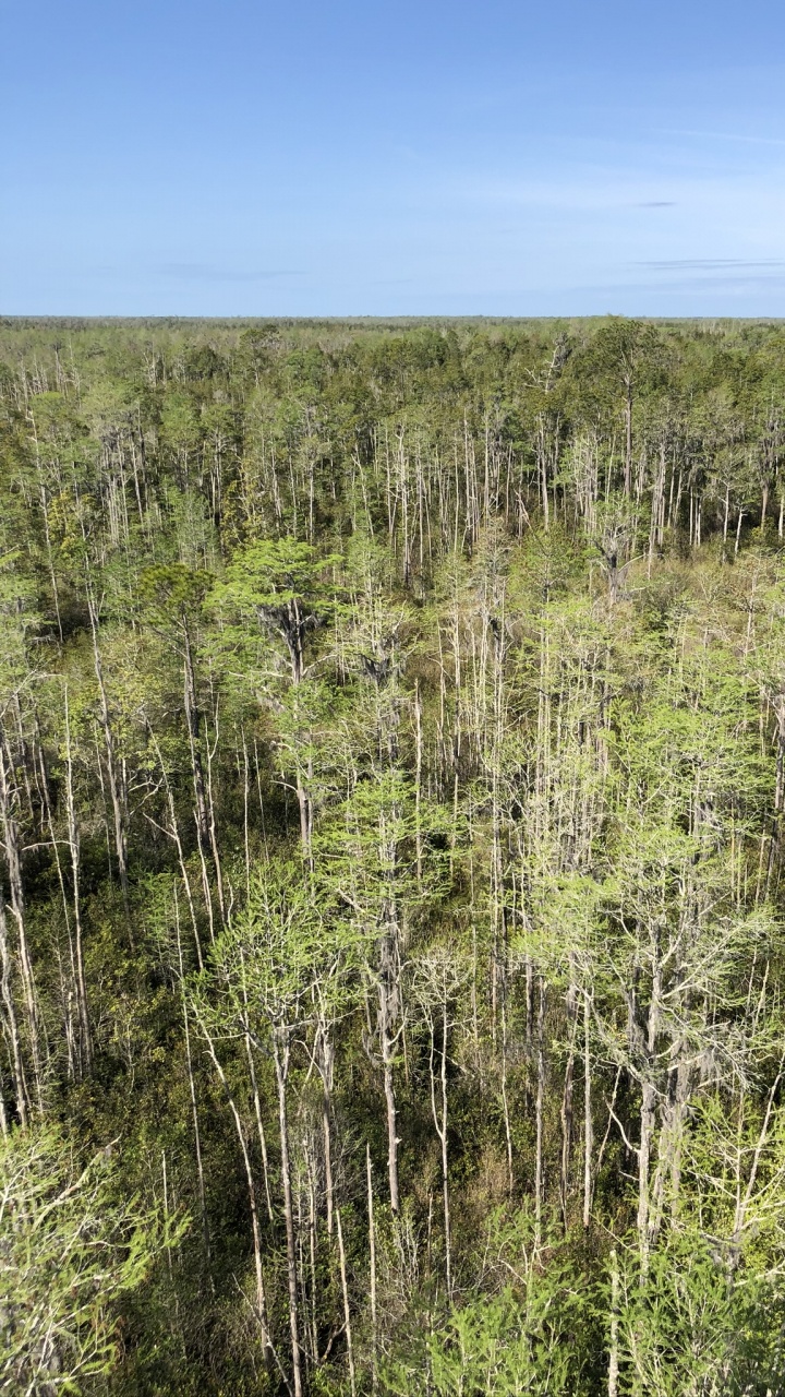 Vegetation, Natürlichen Umgebung, Naturlandschaft, Pflanzen-Gemeinschaft, Naturschutzgebiet. Wallpaper in 720x1280 Resolution