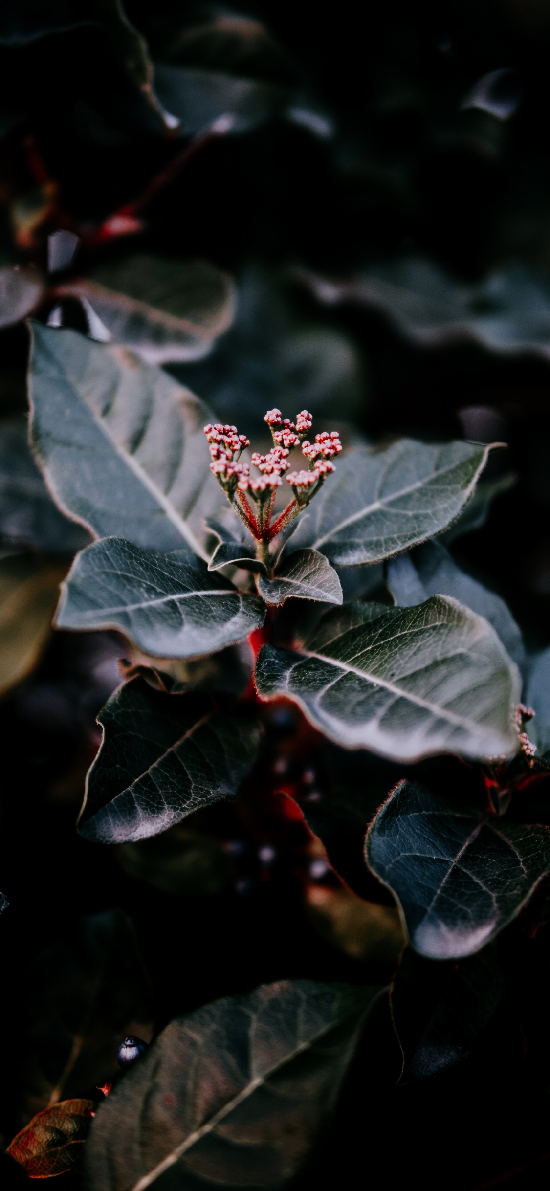 Plants, Leaf, Water, Plant, Flower. Wallpaper in 1125x2436 Resolution