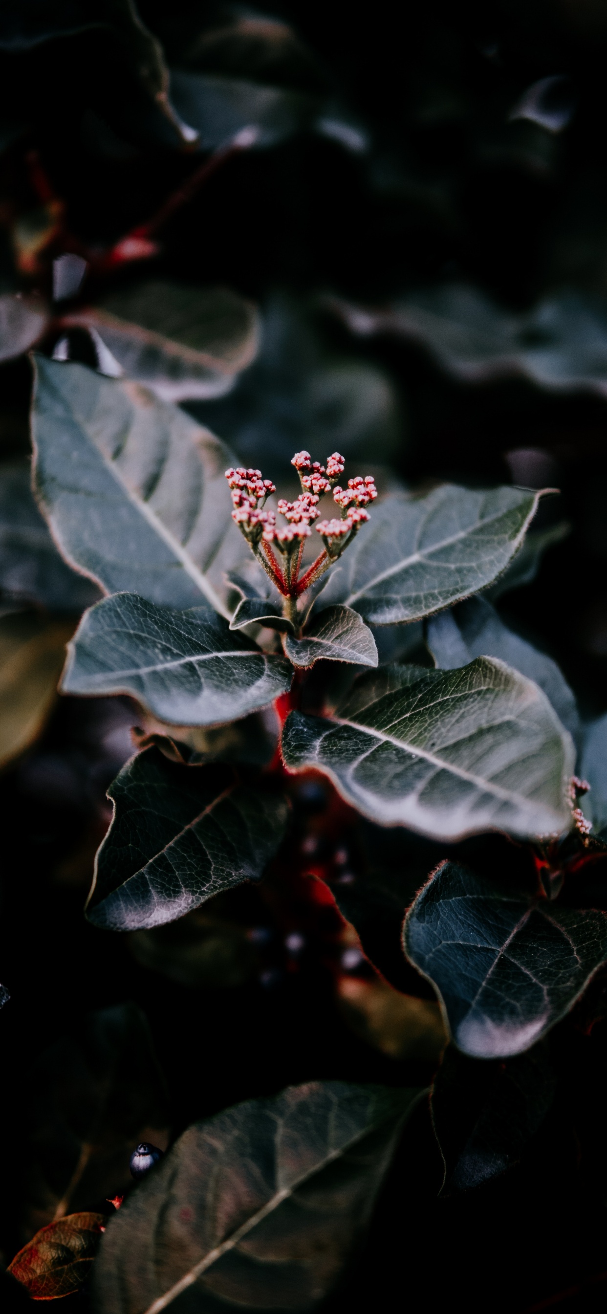 Plants, Leaf, Water, Plant, Flower. Wallpaper in 1242x2688 Resolution