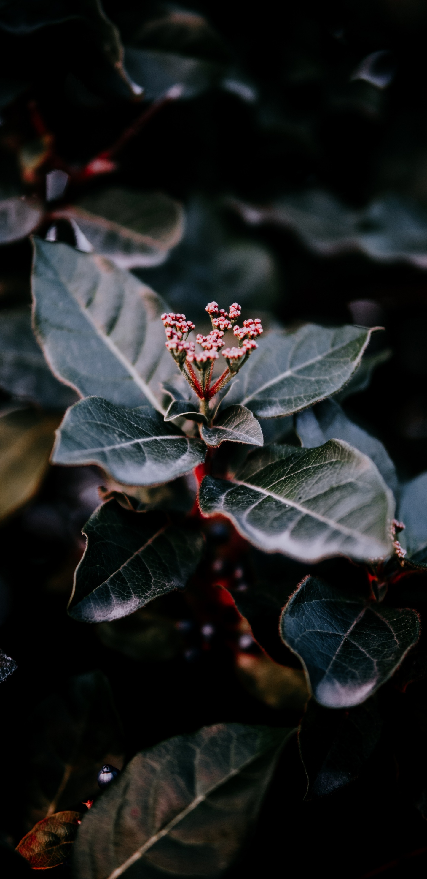 Plants, Leaf, Water, Plant, Flower. Wallpaper in 1440x2960 Resolution