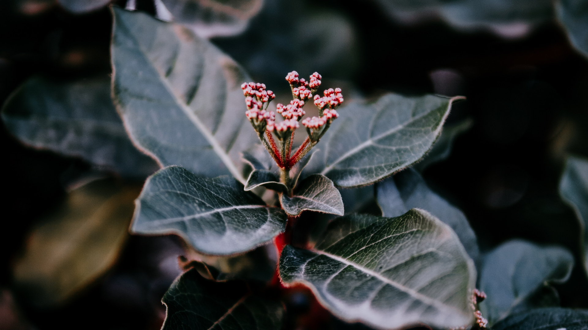 Plants, Leaf, Water, Plant, Flower. Wallpaper in 1920x1080 Resolution